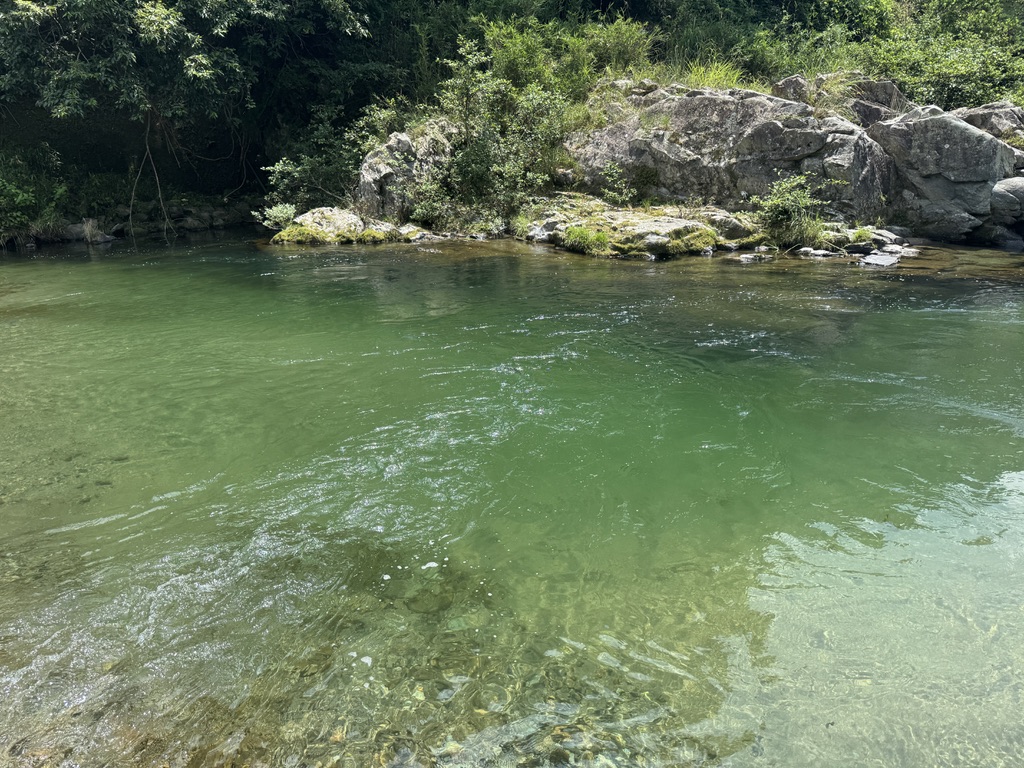 高見川の透き通った水